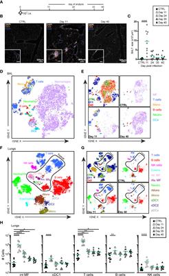 Intranasal Delivery of MVA Vector Vaccine Induces Effective Pulmonary Immunity Against SARS-CoV-2 in Rodents